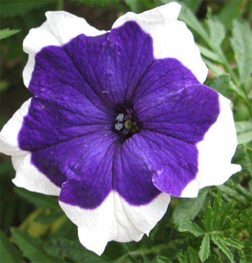 petunia Петунья